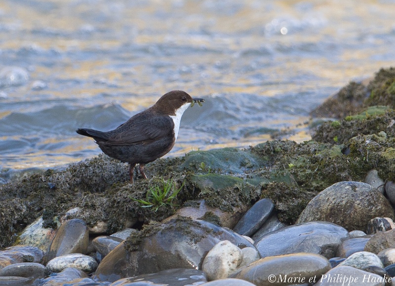 Cincle plongeur 4362_wm.jpg - Cincle plongeur, White-throated Dipper, Cinclus cinclus (Genève, Suisse, avril 2011)